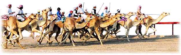 Racing Camels